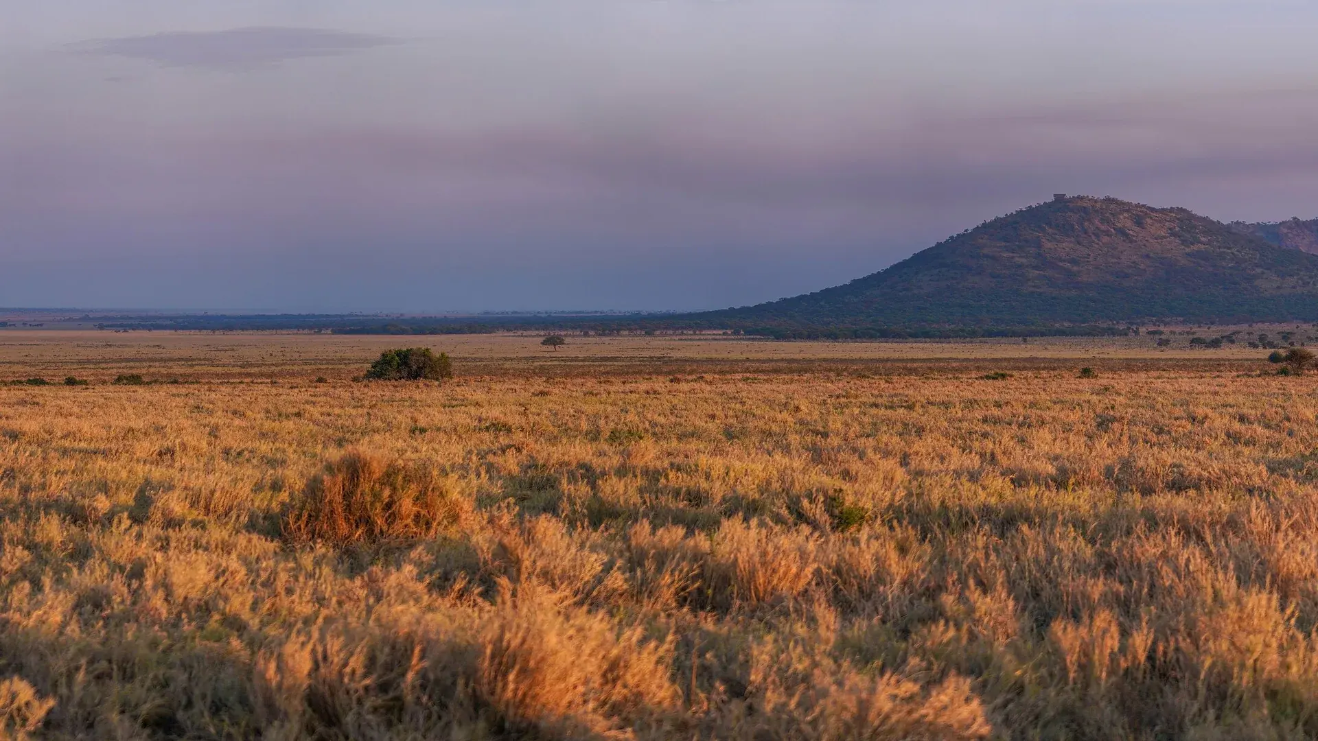 Serengeti manzarası — Elegant Kenya, Tanzanya Büyük Göç Turu – Türk Hava Yolları ile 9 Gece